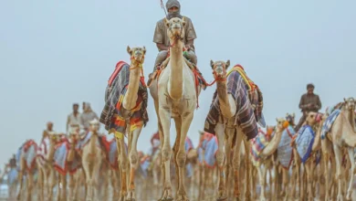the history and cultural significance of camel racing in qatar