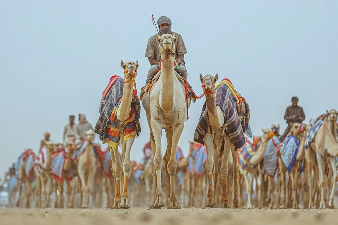 the history and cultural significance of camel racing in qatar